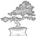 bonsai-winkel.nl